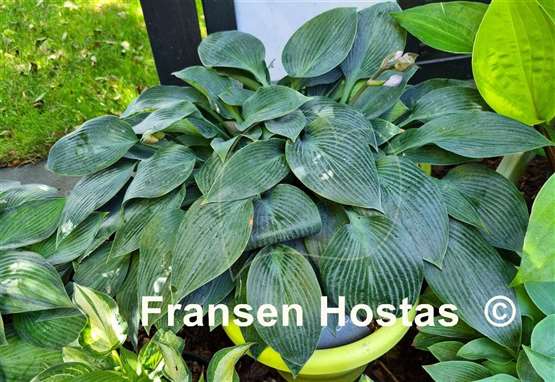 Hosta Halcyon